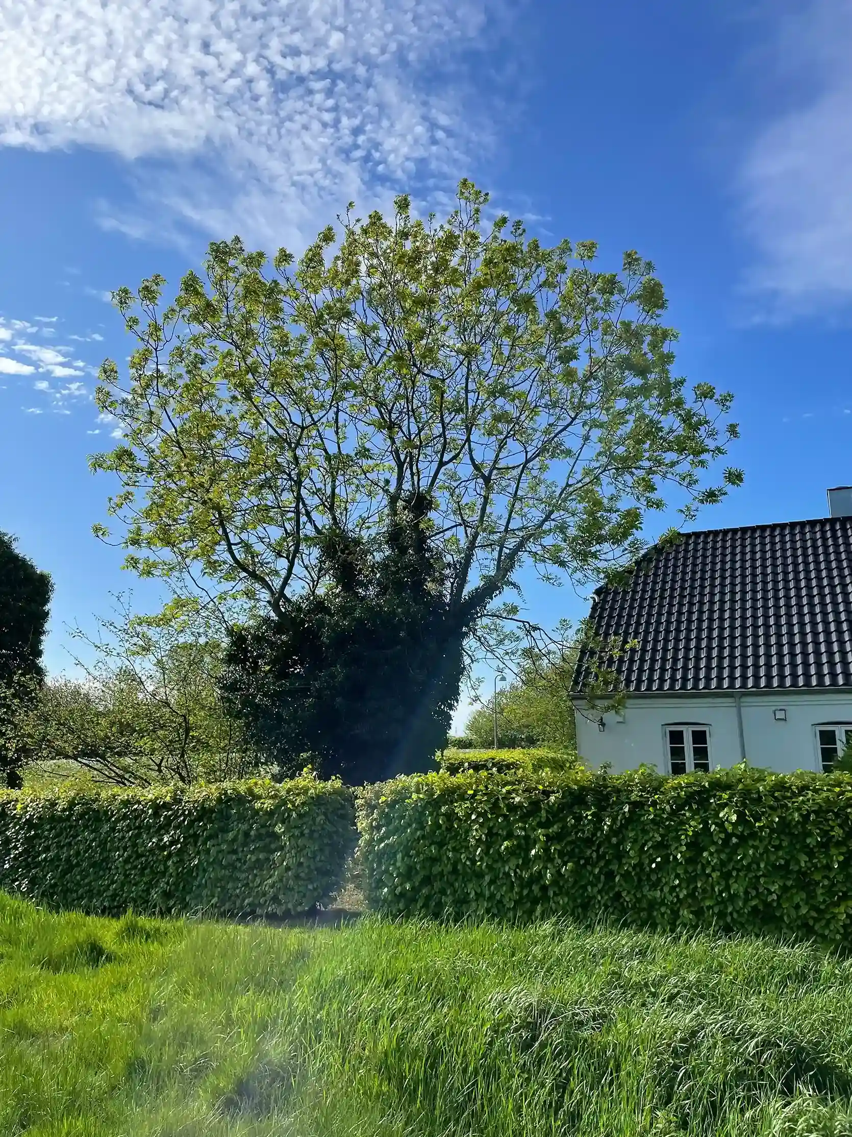 beskæring af træ 1