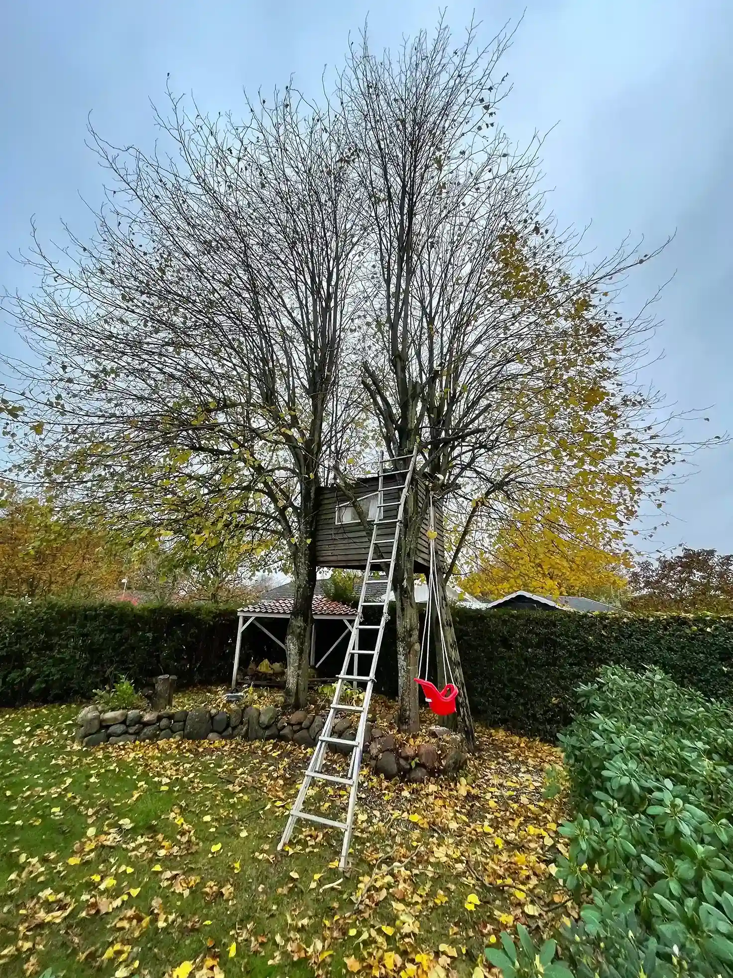 beskæring af træer 1